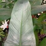 Philodendron hastatum Hoja