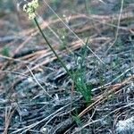 Lomatium engelmannii Квітка