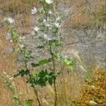 Malva preissiana Flors