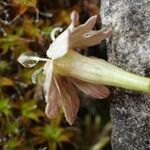 Silene saxifraga Blomst