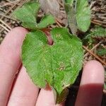 Viola collina Leaf