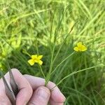 Linum trigynum 花