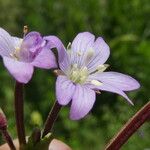 Epilobium alsinifolium Květ