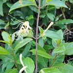 Lonicera japonicaÇiçek