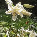 Lilium auratum Blüte