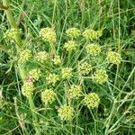 Peucedanum alsaticum Blüte