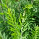 Linaria purpureaFeuille