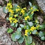 Barbarea rupicola Hábito
