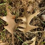 Quercus falcata Leaf