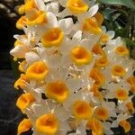 Dendrobium thyrsiflorum Flor