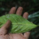 Sterculia tragacantha Листок