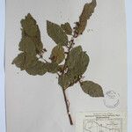 Terminalia anogeissiana Sonstige