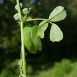 Medicago orbicularis ফল