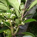 Ilex costaricensis موطن