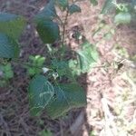 Solanum douglasii ᱵᱟᱦᱟ