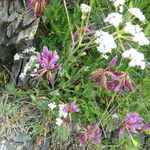 Trifolium alpinum Costuma