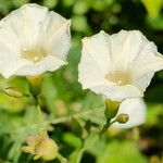 Operculina pinnatifida Flor