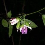 Passiflora ambigua Other