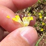 Merremia hederacea Flor