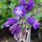 Polygala alpestrisFlor