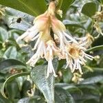 Sarcococca orientalis Květ