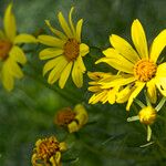 Coreopsis gigantea फूल