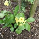 Primula auricula आदत