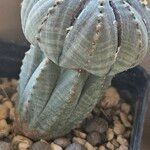 Euphorbia obesa Лист