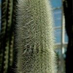 Cleistocactus hyalacanthus Liść