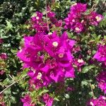 Bougainvillea glabraCvet