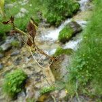 Veronica officinalis Other