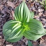 Veratrum nigrum Blatt