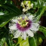 Passiflora edulis Virág
