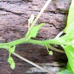 Laportea interrupta 樹皮