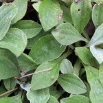 Antennaria parlinii Leaf