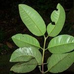 Eugenia tapacumensis List