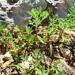 Chrysanthemum zawadzkii Plante entière