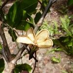 Guioa ovalis Fruit