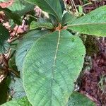 Clethra mexicana Leaf
