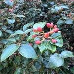 Viburnum carlesiiFlower