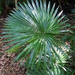 Livistona chinensis Folha
