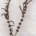 Ammannia robusta ശീലം