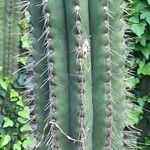 Pachycereus pringlei кора