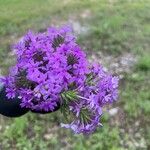 Verbena canadensis Žiedas