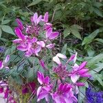 Cleome hasslerianaFlower