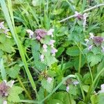 Lamium purpureumKukka