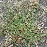 Eragrostis minor Tabia