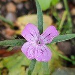 Agrostemma githago Flower