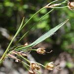 Luzula campestris Leaf