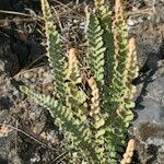 Cosentinia vellea Libunga